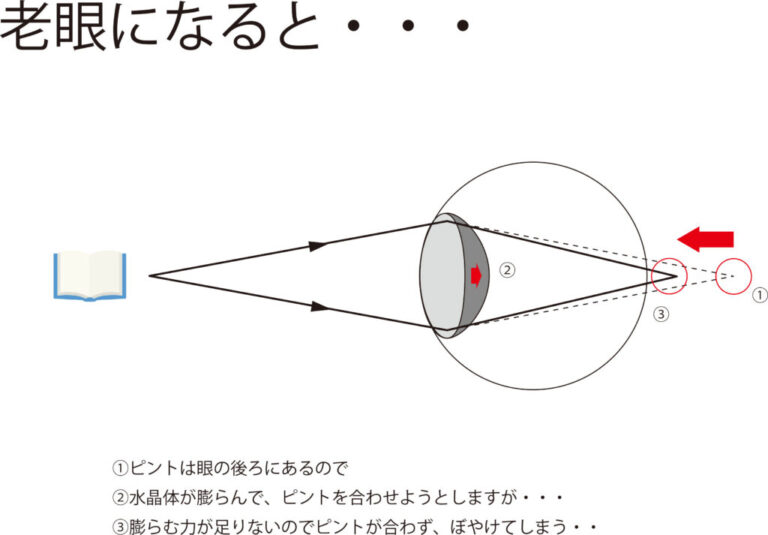 老眼の仕組み